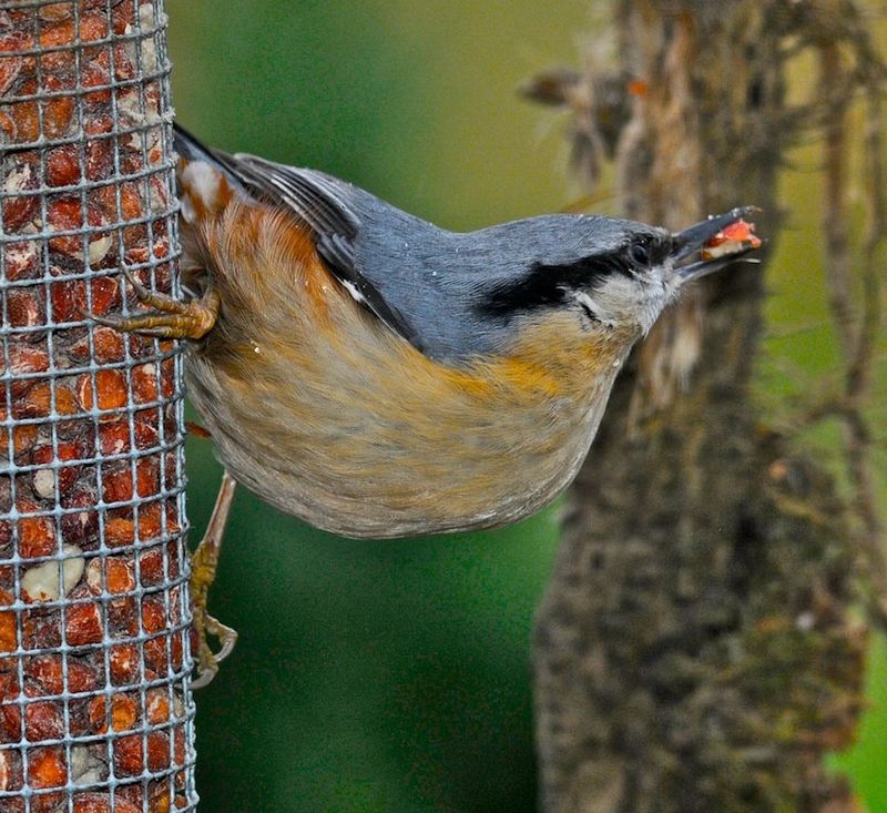 Nuthatch